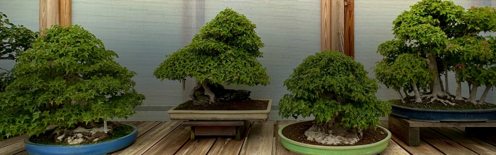 Cabecera Estudio Bonsáis David Benavente