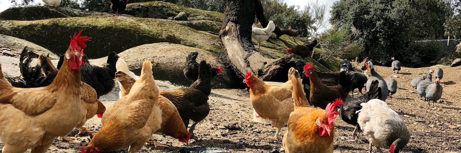 Cabecera Cobardes y Gallinas