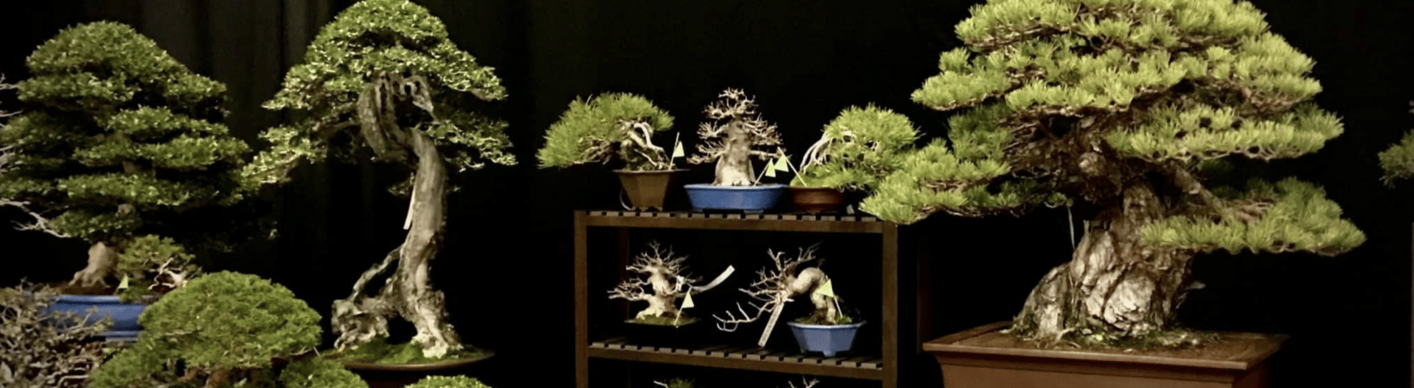 guarderia bonsais scaled